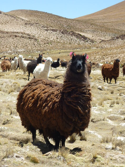 De Perú a Argentina